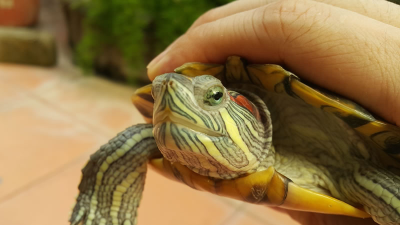 Красноухой черепахе во время линьки иногда требуется помощь человека