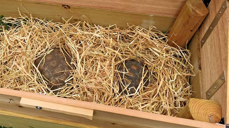 Заранее подготовьте ящик для зимовки, субстрат и сено для укрытия черепахи