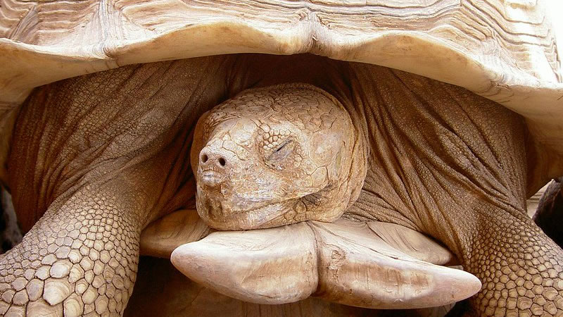 В дикой природе многие виды черепах впадают спячку при неблагоприятных погодных условиях