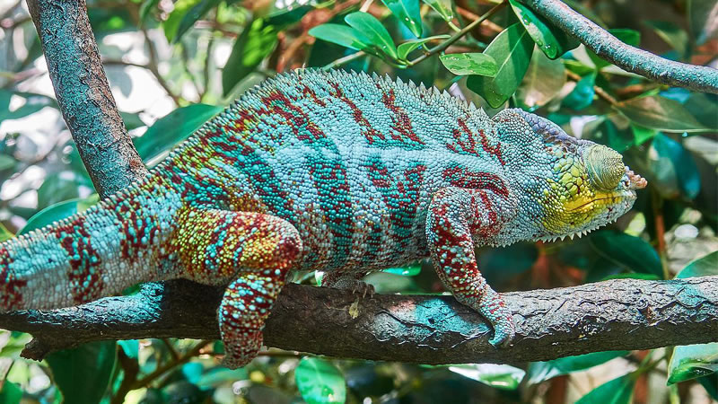 Способность хамелеонов менять окраску обусловлена наличием в их коже хроматофор.