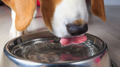 Сколько воды нужно пить собаке?