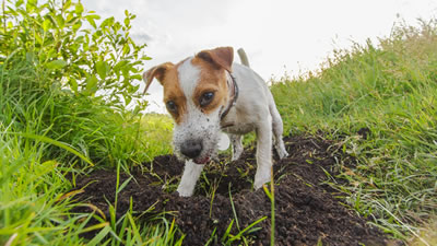 Как отучить собаку рыть ямы в огороде?