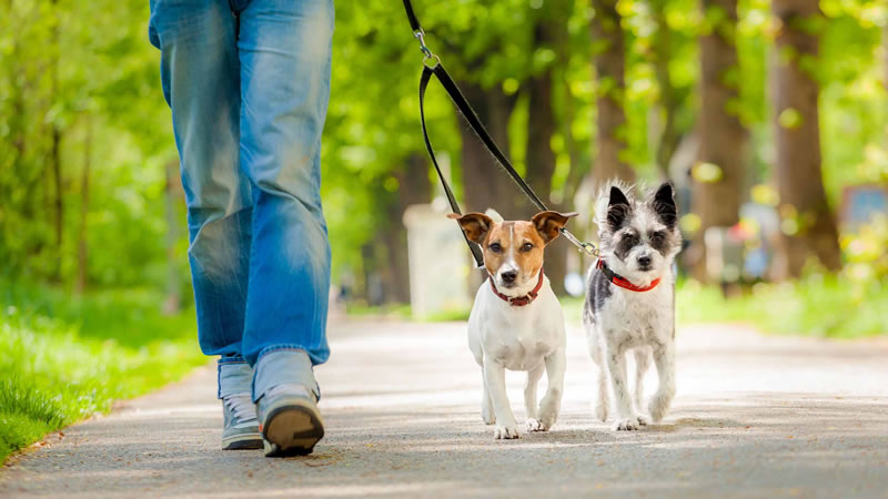 Сворка (спарка) – идеальный вариант для одновременного выгула нескольких собак