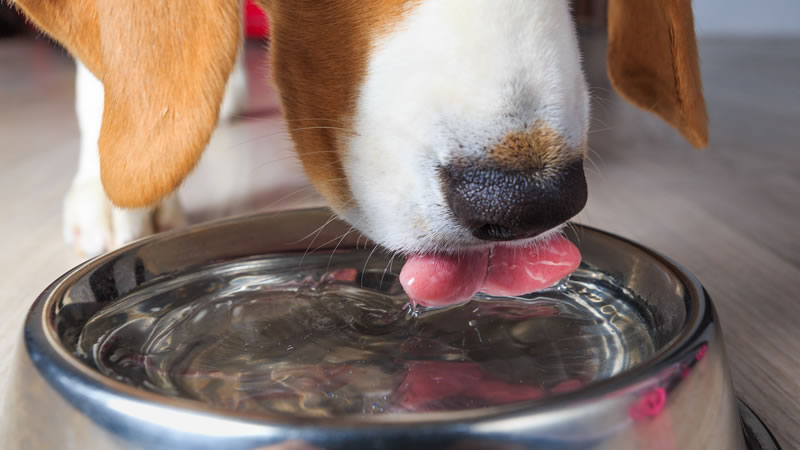 Ваша собака всегда должна иметь доступ к свежей воде