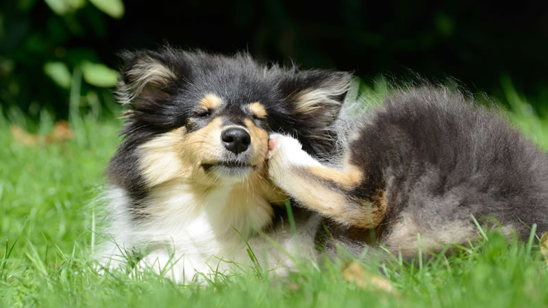 Одной из причин появления зуда у собаки может быть аллергическая реакция на пыльцу растений