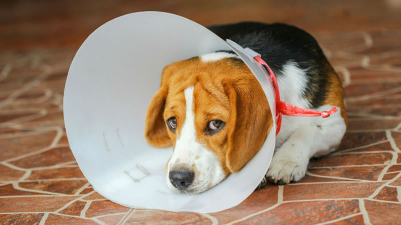 Ношение защитного воротника поможет избежать вреда от импульсивных реакций собаки. Фото: Shutterstock