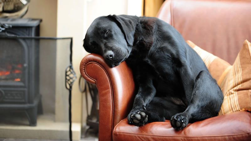 Сытая и уставшая собака реагирует на громкие звуки менее болезненно