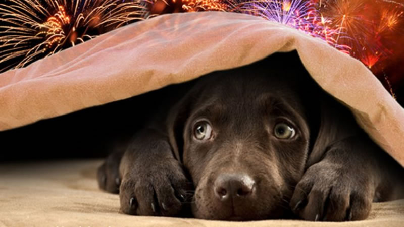 Громкие звуки от праздничных фейерверков - сильный стресс для собаки