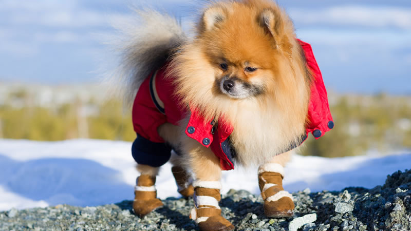 Реагенты, лёд и острые предметы могут причинить вред лапам собаки во время прогулки
