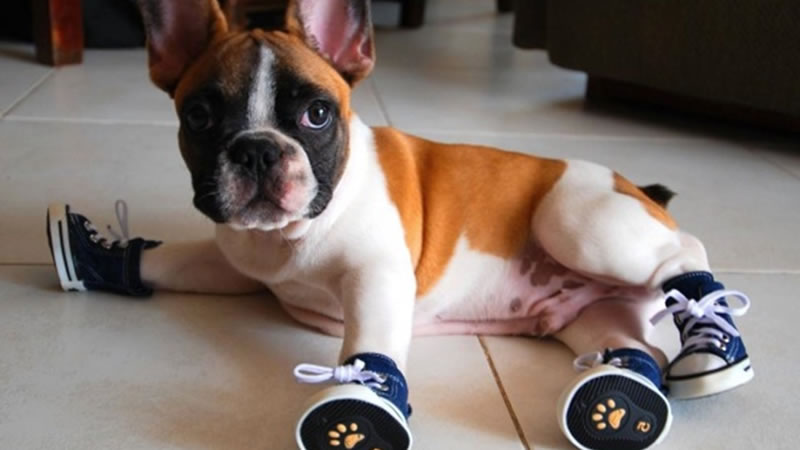 Приучать питомца к собачьей обуви следует в домашних условиях