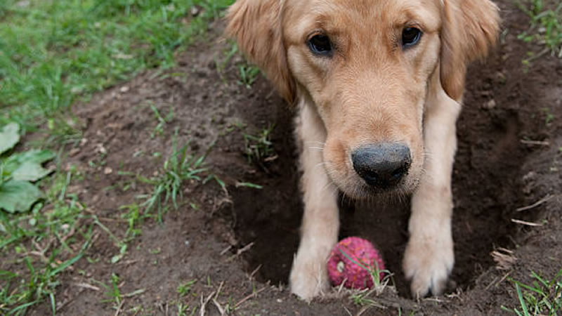 Многие собаки обожают закапывать в землю любимые игрушки